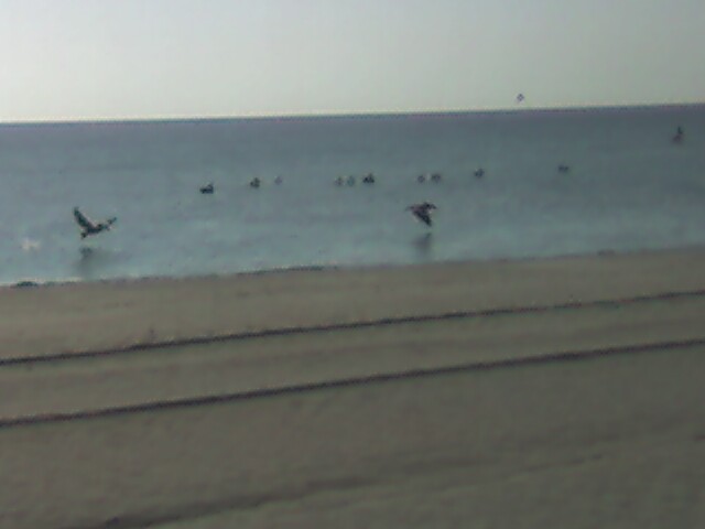birds at beach